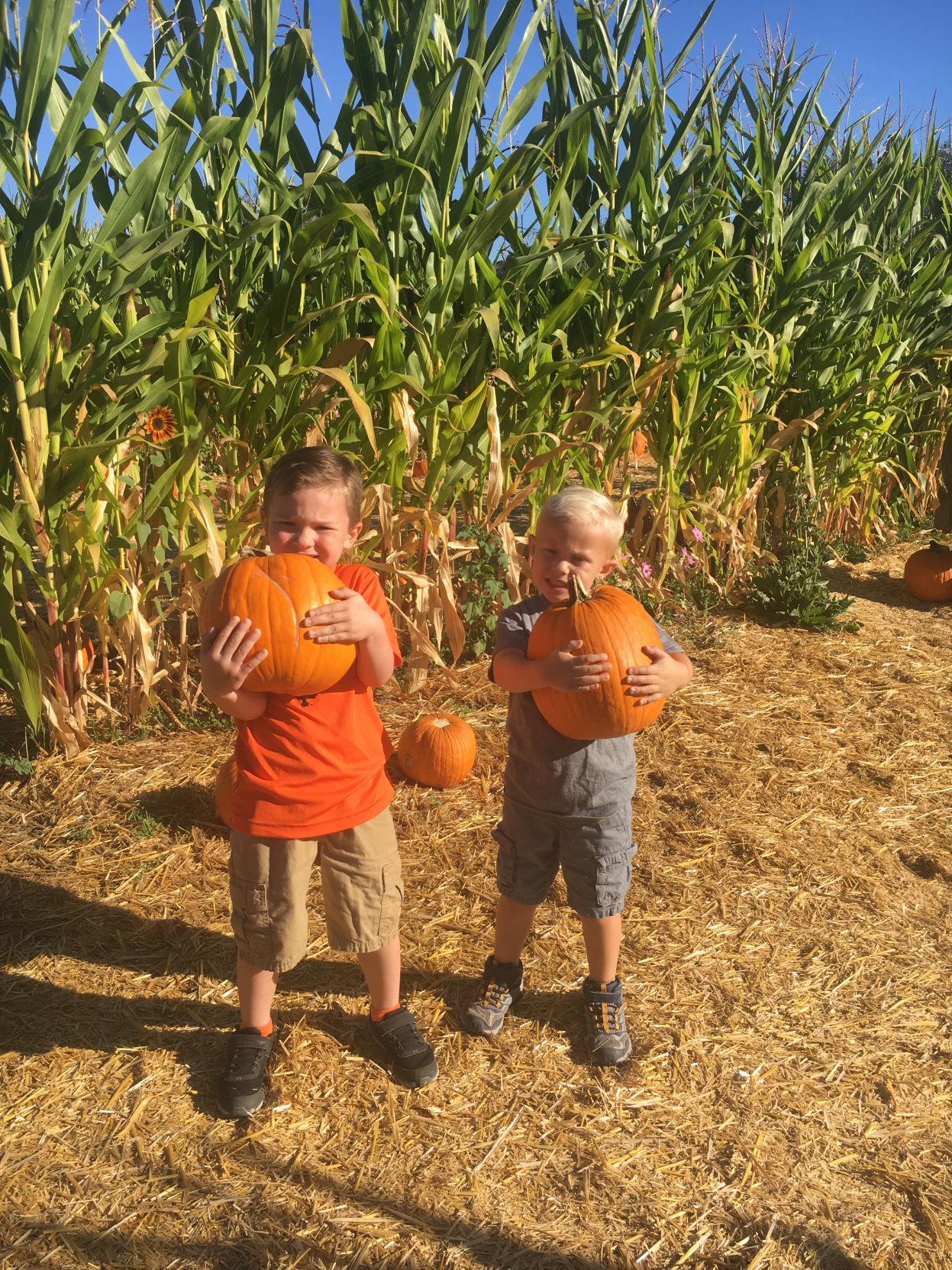 Picking Pumpkins 2019